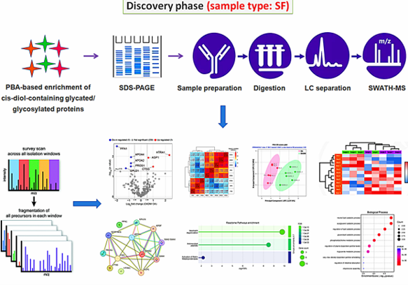 Discovery-phase workflow for synovial fluid glycoproteomics using NuGel PBA enrichment and SWATH-MS